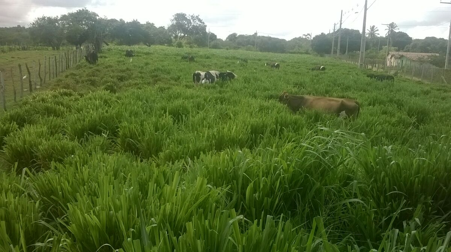Pesquisas com bovinos em pastagens